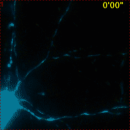 Hippocampal Neuron Glutamate 4mtD3cpv no image registration
