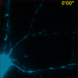 Hippocampal Neuron Glutamate 4mtD3cpv with image registration