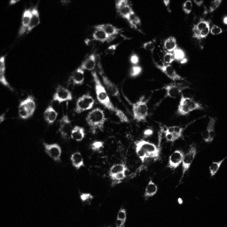 TMRM fluorescence in C2C12 cells